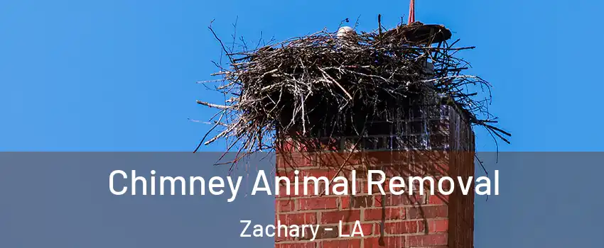  Chimney Animal Removal Zachary - LA