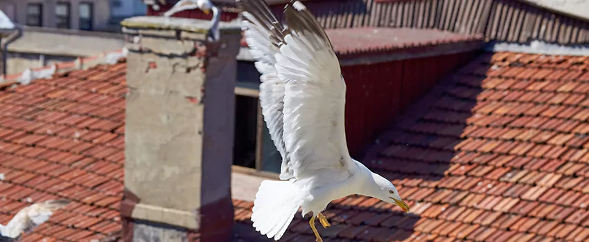Residential Chimney Animal Removal Solution in Zachary, LA