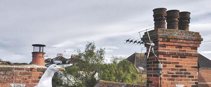 Chimney Cleaning And Restoration in Zachary, Louisiana